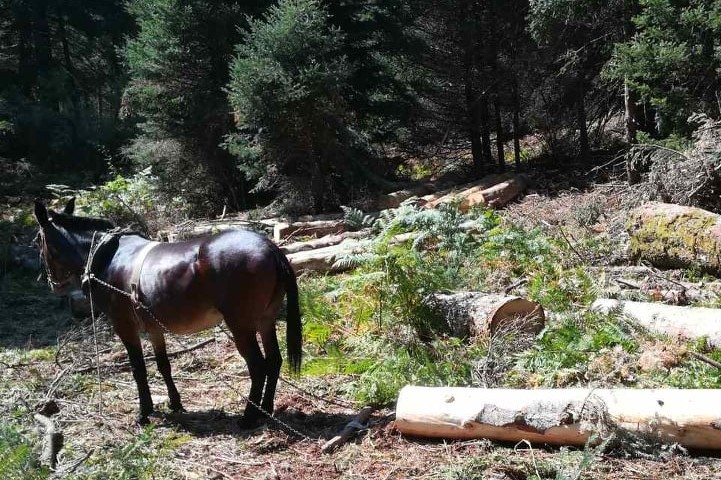  Οι Υλοτόμοι της Στεμνίτσας: Ο Ήχος του Τσεκουριού και η Ανάσα του Δάσους